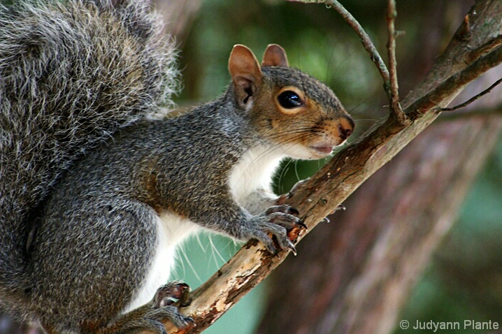 Out on a Limb