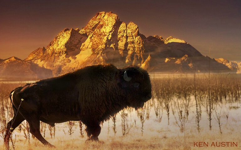 ~ Teton Buffalo ~ 