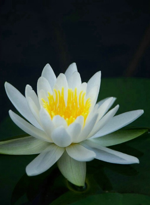Lincoln's Water Lilly