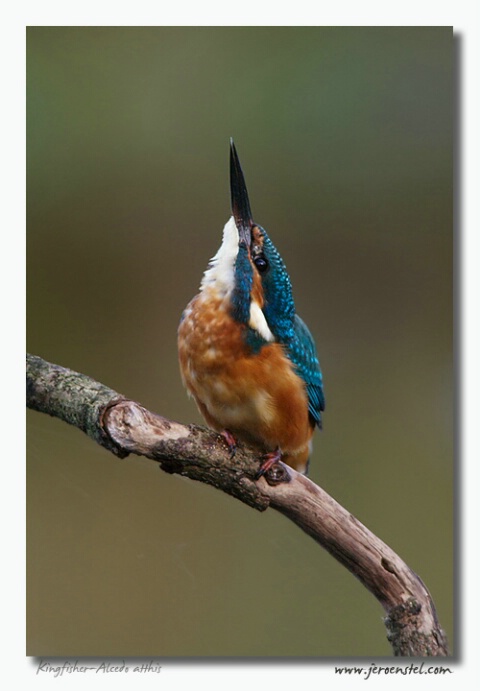 Kingfisher Alert Pose