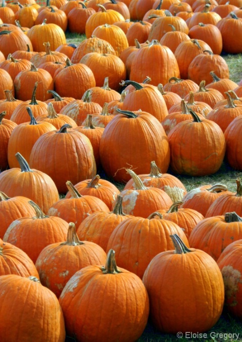 Your Perfect Pumpkin Awaits - ID: 4900032 © Eloise Bartell