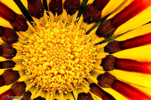 Lancaster County:  Gazania