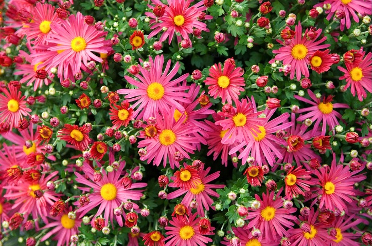 Autumn Mums