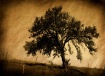 Lonely tree