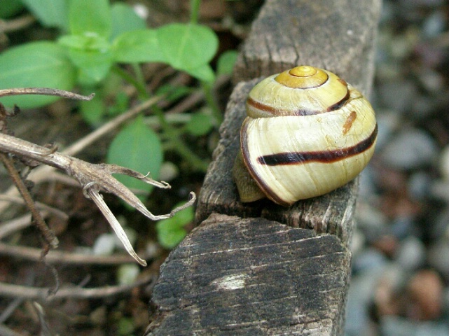 Monadenia Fidelia