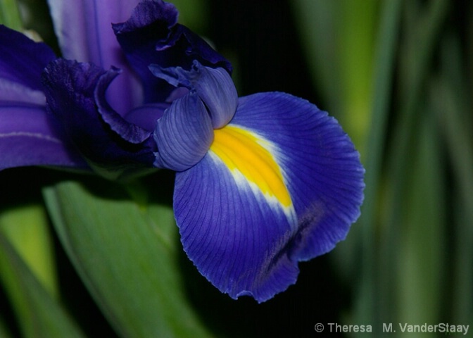My Darling Iris