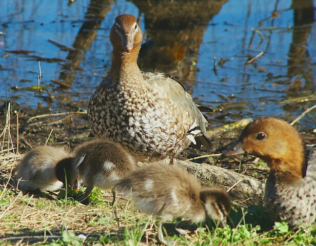 A Mothers Love