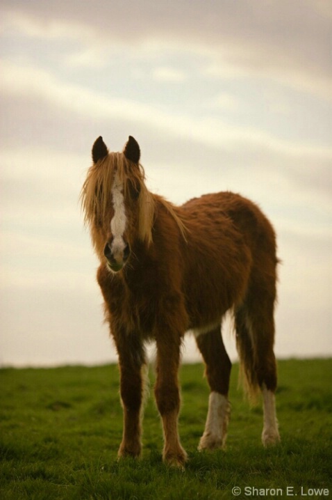 Welsh Pony in field - ID: 4913004 © Sharon E. Lowe