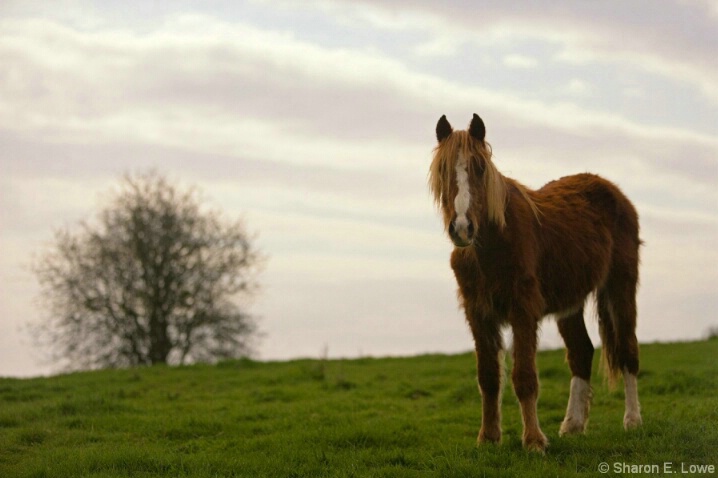 Welsh Pony in field - ID: 4913005 © Sharon E. Lowe
