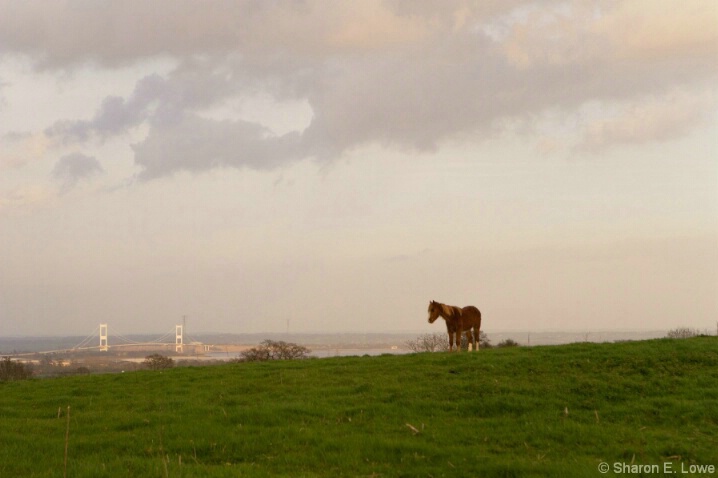 Welsh Pony in field overlooking Severn Bridge - ID: 4913007 © Sharon E. Lowe
