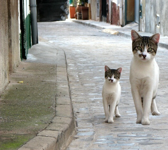 Just 2 Cats in Spain