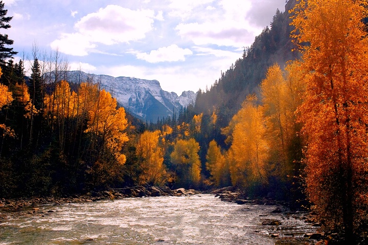 Colorado Gold MT