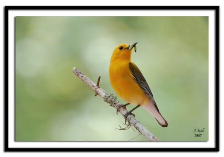 The Photo Contest 2nd Place Winner - Prothonotary Warbler