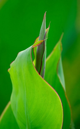 Green Twist