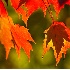 © Jeff Lovinger PhotoID# 4918410: Double leaf, New Hampshire