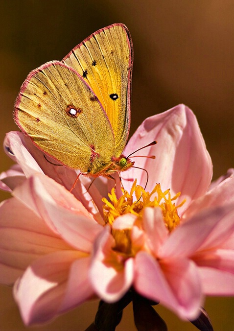 California Dogface Butterfly