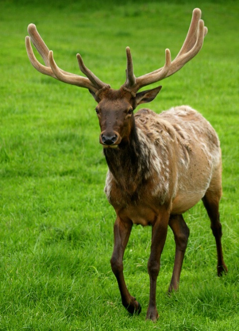 Roosevelt Elk in velvet