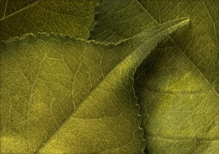 Green Leaves