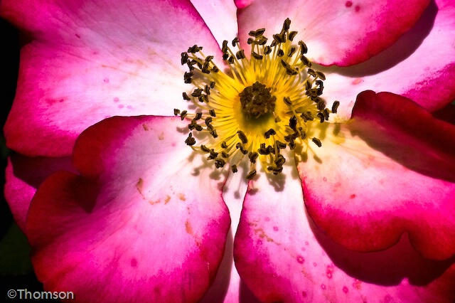 Wheaton:  Petals