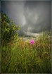 Another Flower