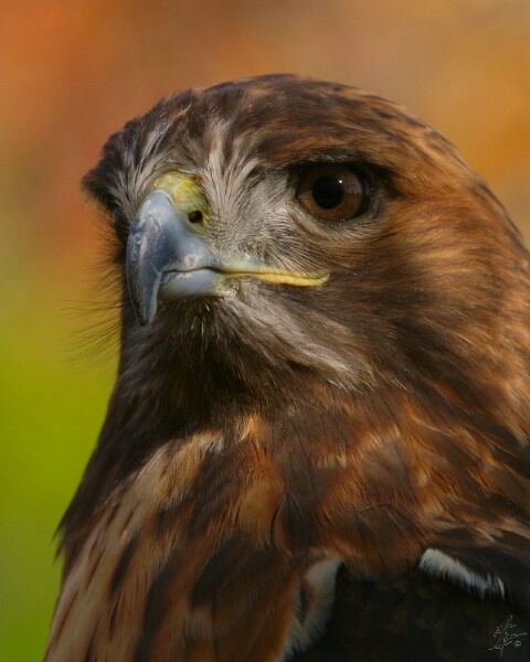 Red-tailed Hawk