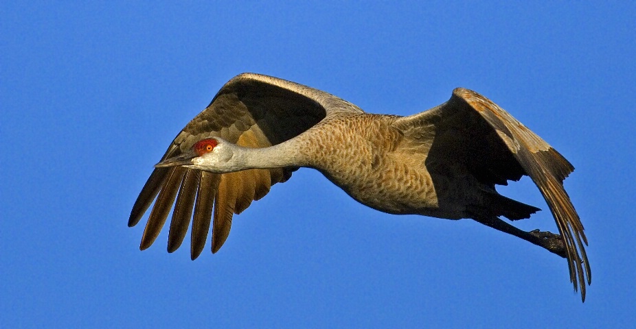 Sandhill crane