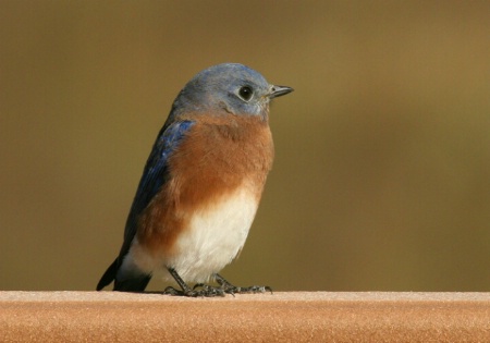 Bluebird