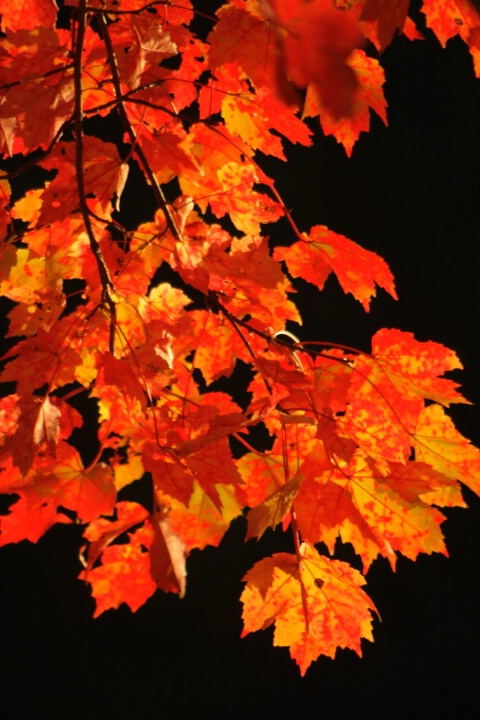 Sunset on Autumn Leaves