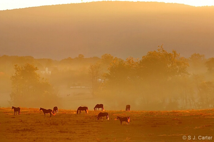 Morning Herd