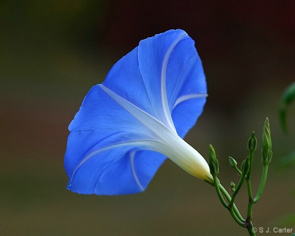 Morning Glory