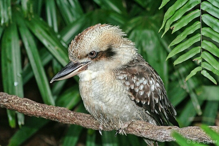 Kookaburro