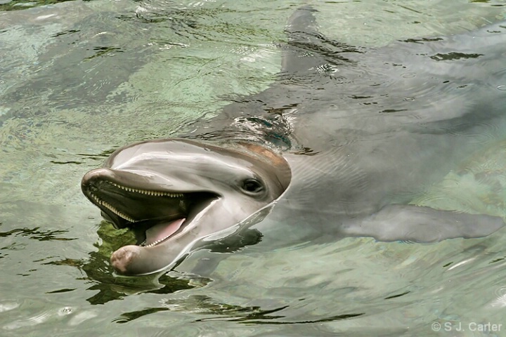 Flipper