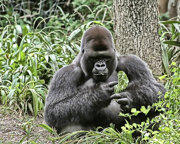 Gorilla