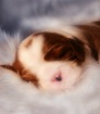 Puppy blessings!!