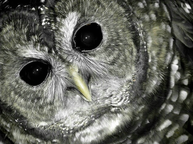 Spotted Owl..