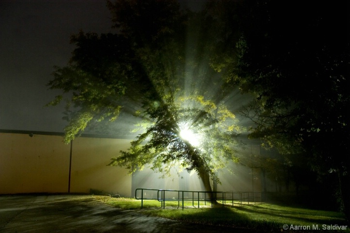 Foggy Tree