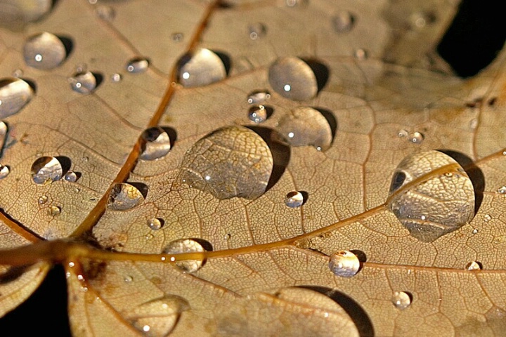 Rainy Maple