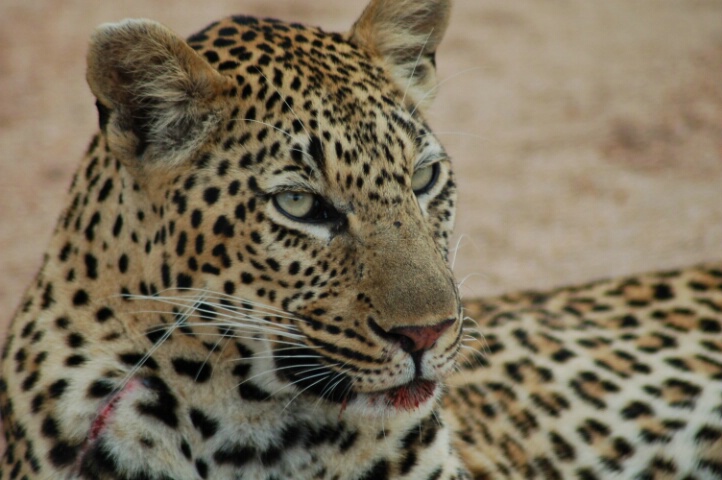 Leopard - ID: 4947500 © Susie P. Carey