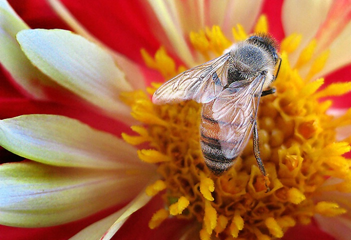 DELICATE WINGS