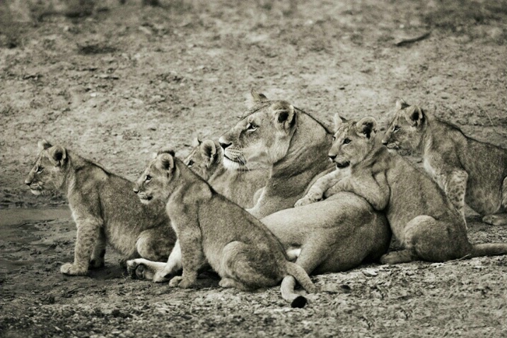 Lioness and her cubs at Sweetwater National Park
