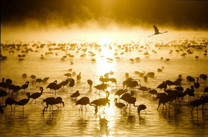 Flamingos at sunrise in Lake Nakuru,Kenya