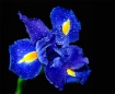 Blue Iris
