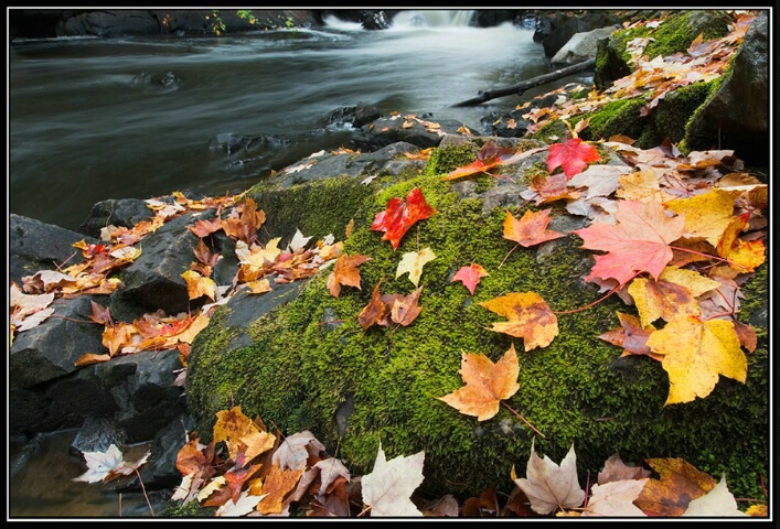 Fall at Brook Falls