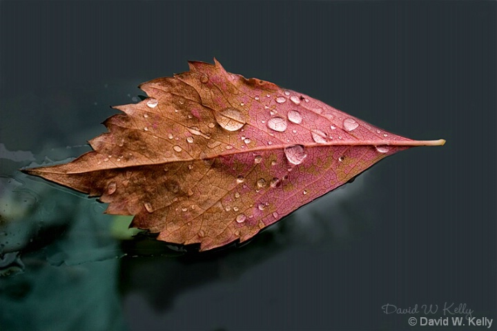 leaf-on-glass