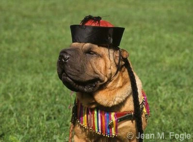 Shar Pei dressed in Chinese costume