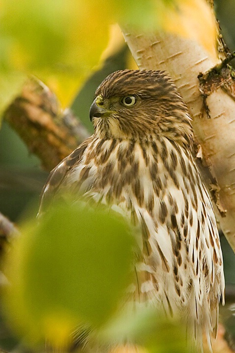 Immature Cooper's Hawk - ID: 4951573 © John Tubbs