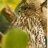 2Immature Cooper's Hawk - ID: 4951573 © John Tubbs