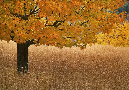 Blending In, Cross River, NY, 2007