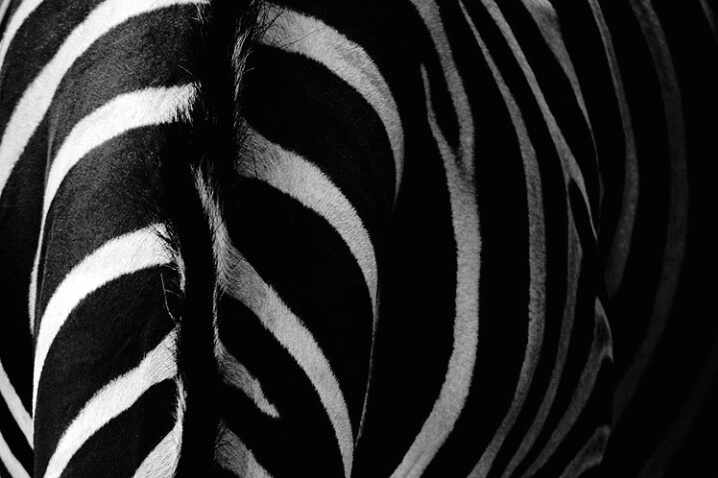 Zebra's Neck