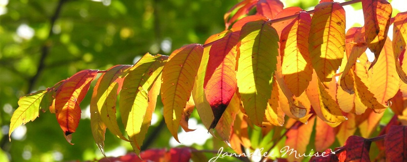 Fall leaves - ID: 4954778 © Jannalee Muise